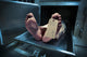 Feet on a morgue table with toe tag with dramatic lighting Wall Mural