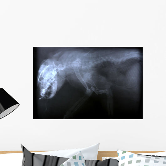 Wild Cat X Ray Wall Decal