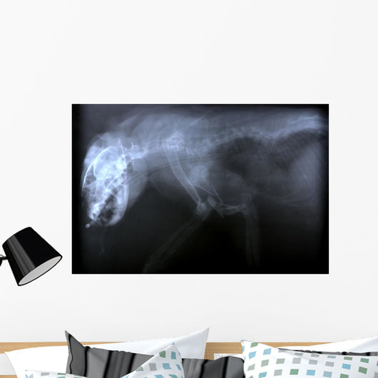 Wild Cat X Ray Wall Decal
