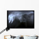Wild Cat X Ray Wall Decal