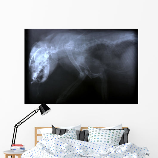 Wild Cat X Ray Wall Decal
