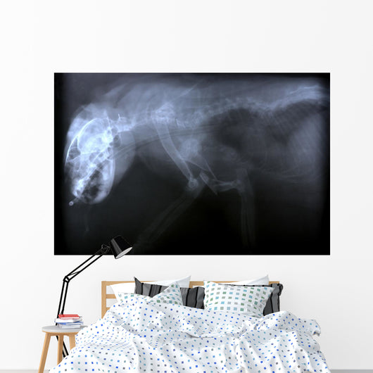 Wild Cat X Ray Wall Decal