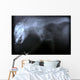 Wild Cat X Ray Wall Decal