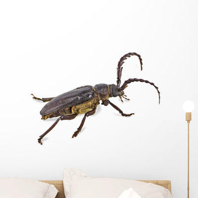 Longhorn Beetle White Wall Decal shown on a wall