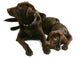 Two Chocolate Labrador Retriever Brothers Wall Decal
