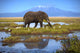 Elephant Pool Kilimanjaro