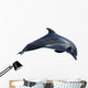 Dolphin White Illustration