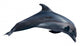Dolphin White Illustration