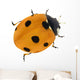 Illustration with Orange Seven Ponts Ladybug on White Wall Decal