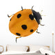 Illustration with Orange Seven Ponts Ladybug on White Wall Decal