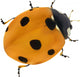 Illustration with Orange Seven Ponts Ladybug on White Wall Decal