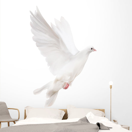 white isolated pigeon illustration Wall Decal