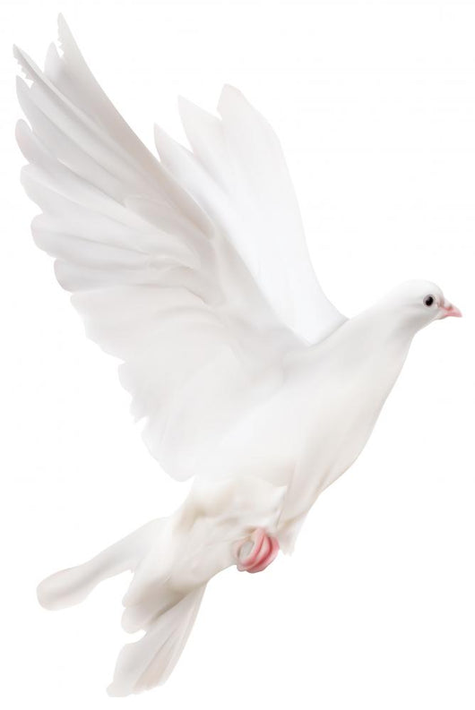 white isolated pigeon illustration Wall Decal