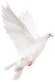 white isolated pigeon illustration Wall Decal