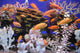 Aquarium With Bright Small Fishes and Corals Wall Mural
