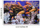 Aquarium With Bright Small Fishes and Corals Wall Mural