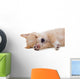Beige Puppy Sleeping