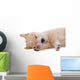 Beige Puppy Sleeping