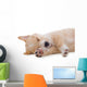 Beige Puppy Sleeping