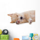 Beige Puppy Sleeping