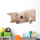Beige Puppy Sleeping