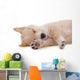 Beige Puppy Sleeping