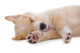 Beige Puppy Sleeping