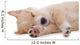 Beige Puppy Sleeping