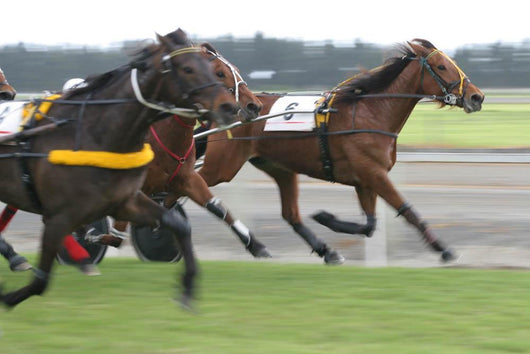 Harness Racing Trotting Wall Decal