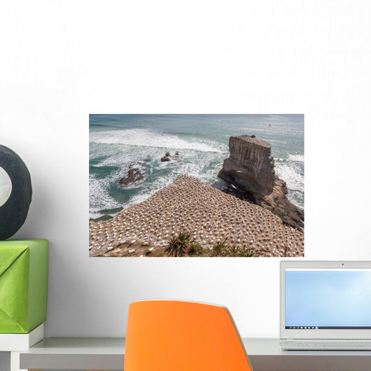 Australasian Gannet Colony New Wall Mural