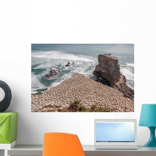Australasian Gannet Colony New Wall Mural
