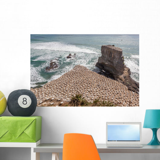 Australasian Gannet Colony New Wall Mural