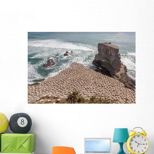 Australasian Gannet Colony New Wall Mural