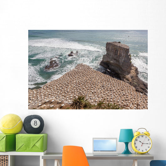 Australasian Gannet Colony New Wall Mural