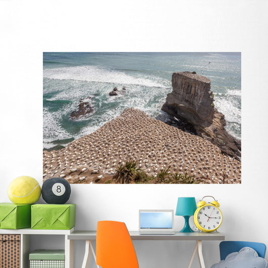 Australasian Gannet Colony New Wall Mural