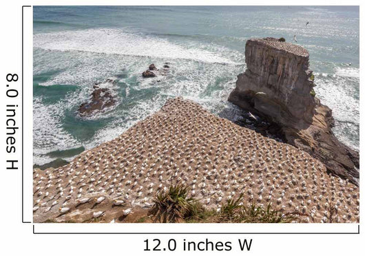 Australasian Gannet Colony New Wall Mural