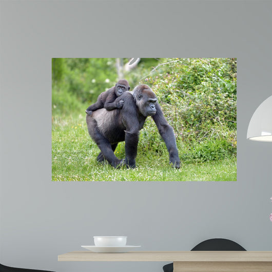 Gorilla and Her Boyfriend