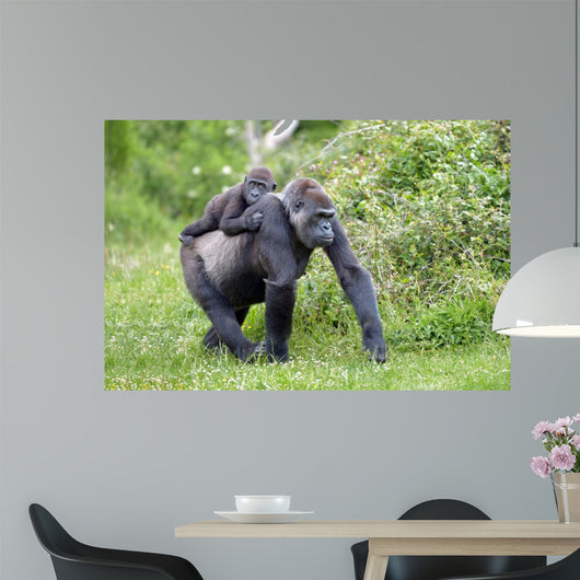 Gorilla and Her Boyfriend