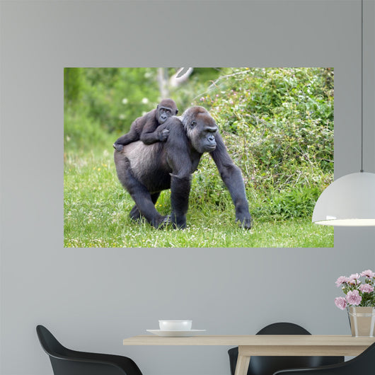 Gorilla and Her Boyfriend