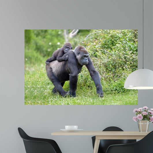 Gorilla and Her Boyfriend