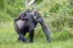 Gorilla and Her Boyfriend