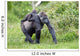 Gorilla and Her Boyfriend