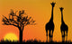 giraffes in Africa Wall Mural