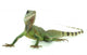 Chinese Water Dragon Wall Decal