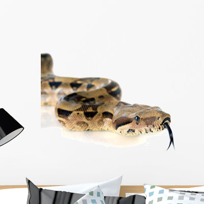 Boa Constrictor shown on a wall