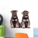 Miniature Schnauzer Puppies Siblings