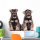 Miniature Schnauzer Puppies Siblings