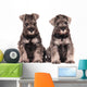 Miniature Schnauzer Puppies Siblings