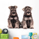 Miniature Schnauzer Puppies Siblings