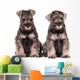 Miniature Schnauzer Puppies Siblings
